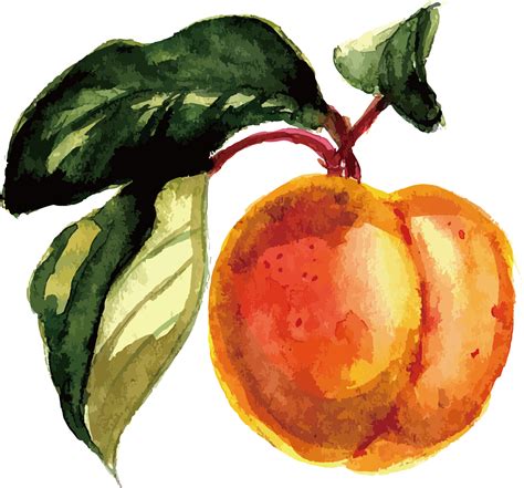 Fruit Watercolor Painting At Explore Collection Of