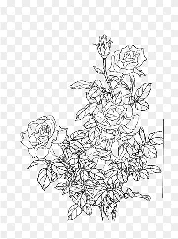 Painting Gongbi Line Art U Du Cfu B Chrysanthemum Monochrome Flower Fictional Character