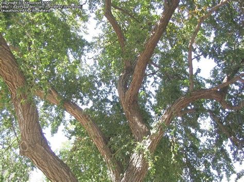The root zone of trees and shrubs grows to extend beyond the drip line—two to three times the distance between the trunk and the edge of the canopy. PlantFiles Pictures: Texas Ebony (Pithecellobium ...