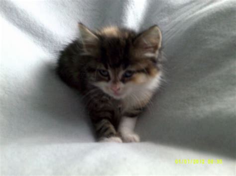 Maybe you would like to learn more about one of these? kittens for sale | Wolverhampton, West Midlands | Pets4Homes