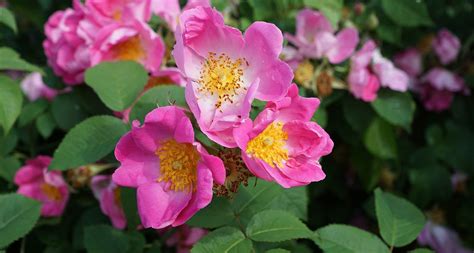 North Dakota State Flower The Wild Prairie Rose Proflowers Blog