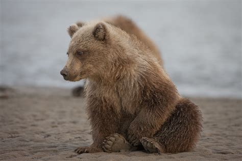 Ak100537 Brown Bears Taken At Silver Salmon Creek Lodge Flickr