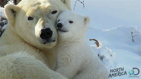 Mommy Loves Her Baby Baby Polar Bears Animals Cute Animals