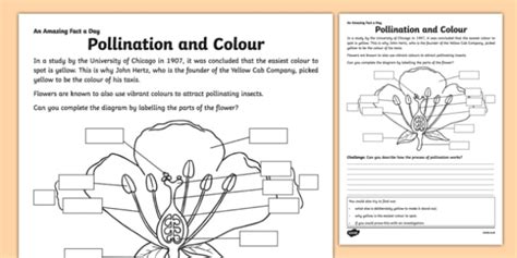 Pollination and Colour Worksheet / Worksheet (teacher made)