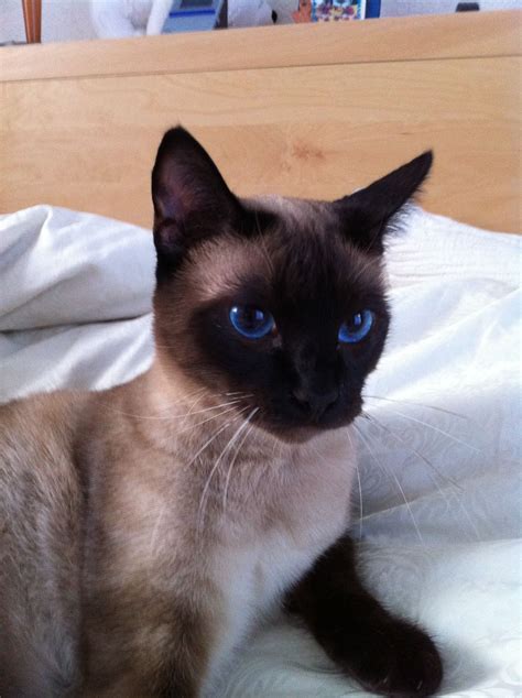 Pin By Jennifer Mcmaster On Siamese Page 2 Tonkinese Cat Siamese