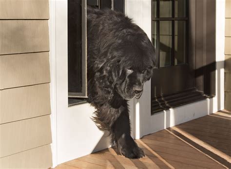 How to install a baldwin door handle. How to Install a Dog Door | Dog door, Pet patio door, Pet door