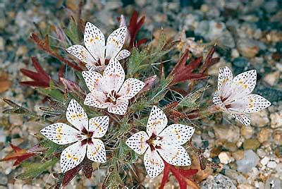 Joshua trees, creosote, and pinyon pines are among the various wild. 06.14.2002 - Manual of California desert plants reveals ...