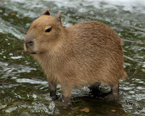 Capybara Rain Forest Reports