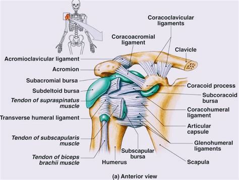 Anatomy Of Shoulder Joint Pt Master Guide