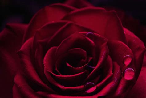 Blood Red Rose Painting By Celestial Images Fine Art America