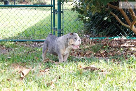 These english bulldog puppy is akc registered, vet checked, up to date on shots and wormer, health guaranteed and family raised with children. Blue Merle : English Bulldog puppy for sale near West Palm ...