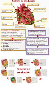 fisiología básica por Omar Alfredo Ruiz Trevedan Actividad Eléctrica
