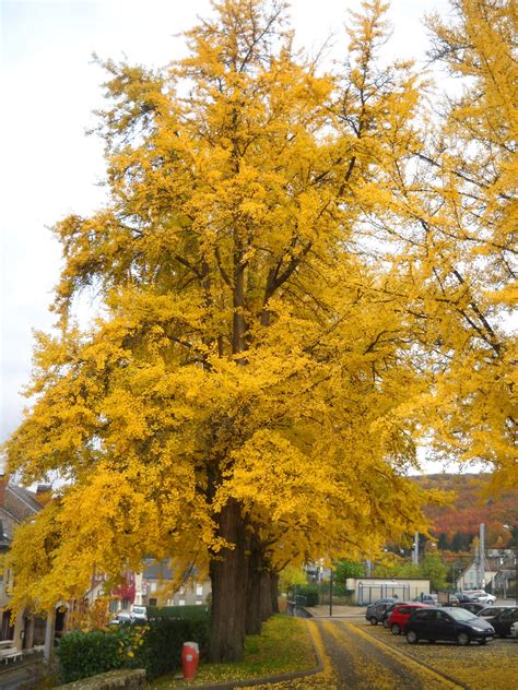 Bob polomski, ©2014, clemson extension. My French Forest: The Ginkgo Trees of St Sulpice Lauriere ...