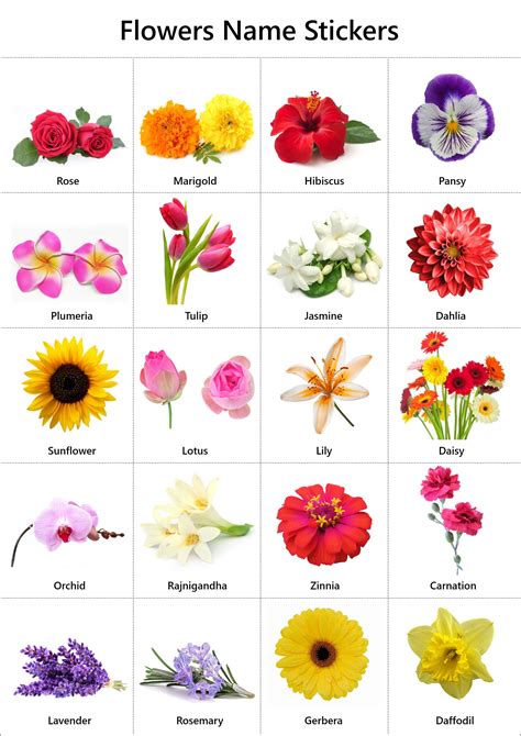 Flowers Name In English With Pictures