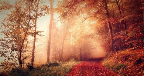 Wallpaper 1450x770 Px Dirt Road Fall Forest France Landscape