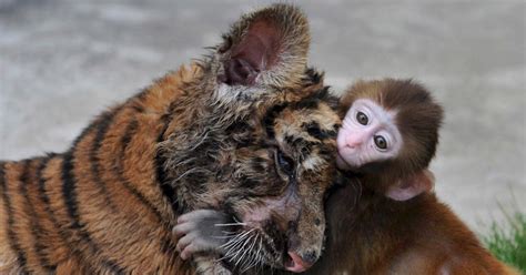 Macaque And Tiger Photos Animal Odd Couples Ny Daily
