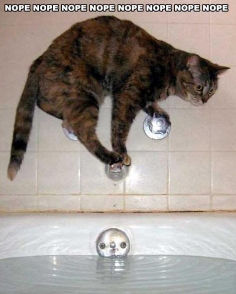 This Is How Cats Take A Bath Funny Cats Funny Animals