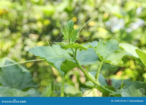 Green Pumpkin Vine With Leaves In Garden Stock Photo Image Of Branch
