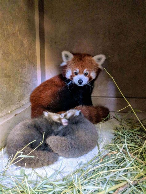 Twin Red Panda Cubs Born At Zoo Boise News City Of Boise