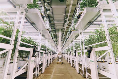 Keep Things Moving With Pipp Horticultures Mobile Vertical Grow Racks