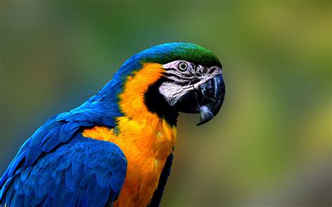Hq Definition Wallpaper Desktop Blue And Yellow Macaw Animal