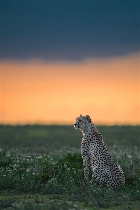 Cheetah Sunset By Marc Mol 500px Animals Animals Beautiful Wild Cats