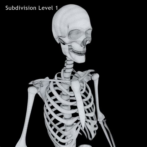 Anatomy Human Skeleton 3d Model 129 Max Obj 3ds Free3d