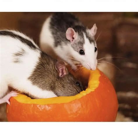 Best Toys For Pet Rats Wow Blog