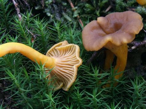 Craterellus tubaeformis - identifier-les-champignons.com