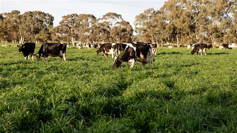Growing Pastures Dairy Australia