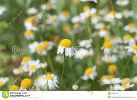 Camomile Stock Image Image Of Camomile Flower Cloud 35993809