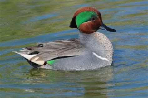 Green Winged Teal E Waterfowl Hunting Duck Species Waterfowl