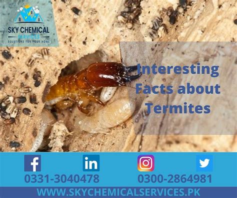 Interesting Facts About Termites Sky Chemical Services