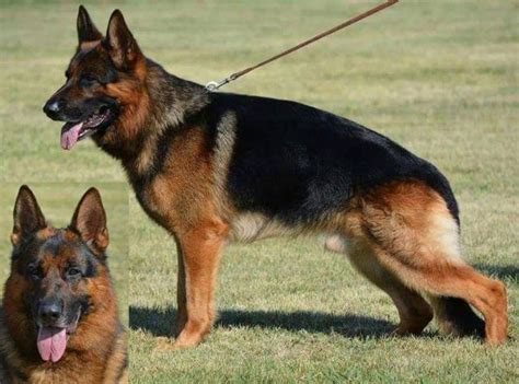 During that time, talented herding dogs were prized for their genes, so much so that farmers would travel from all over germany to breed their dogs with the creme de la creme. German Shepherd Dogs -Bred to Serve- AKC Breeder of Merit ...
