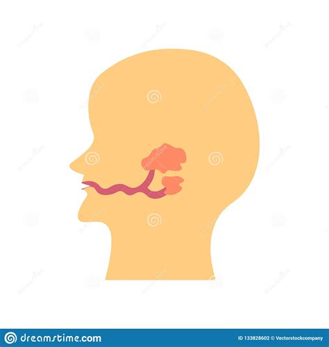 Salivary Glands Icon Vector Sign And Symbol Isolated On White Ba Stock