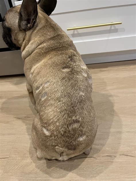 French Bulldog 6m Has Crusty Scabs That Are Causing Hair Loss Hey