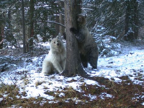 Rare White Grizzly Bear Spotted In Canada The Independent The