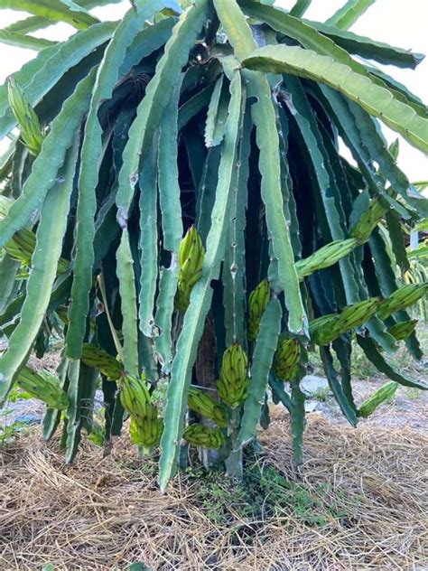 Cách mạng tháng tám, phường xuân an, thành phố long khánh, tỉnh đồng nai. Kỹ thuật cắt tỉa, tạo tán cho cây thanh long - Niên Giám ...