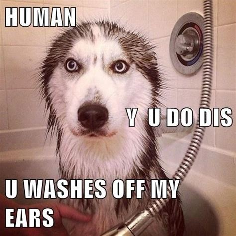Bath Funny Dog Quotes Quotesgram