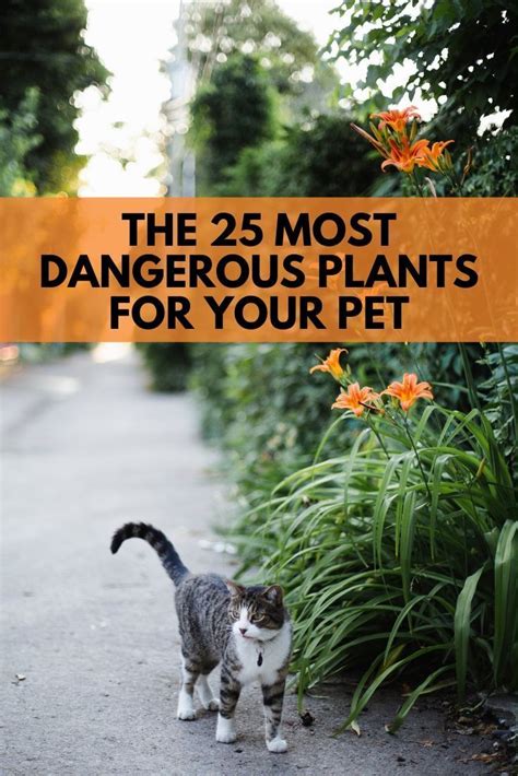 Keep Your Pet Away From These Plants That Are Toxic For Cats And Dogs