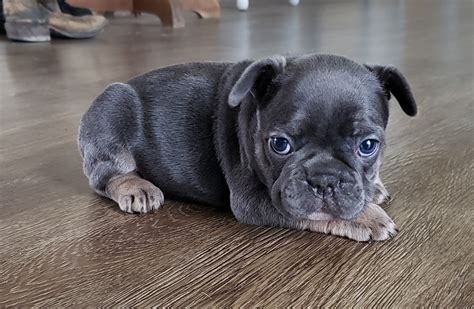 Find the perfect french bulldog puppy for sale in michigan, mi at puppyfind.com. French Bulldog Puppies For Sale | Township of Greenwood ...