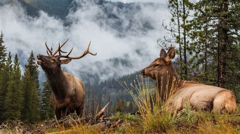 We're supporting yours with free stock photos. Free photo: Rocky Mountain Elk - Animal, Elk, Horn - Free ...