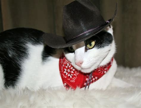 Daisy The Curly Cat All Hat No Cattle