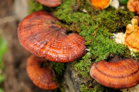10 Reasons Why Reishi Are The Mushroom Of Immortality