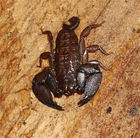 Australian Rainforest Scorpion Project Noah