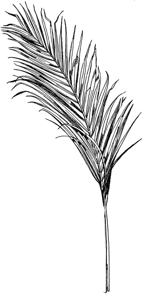 ← leaves clipart black and white. Areca Palm Frond | ClipArt ETC