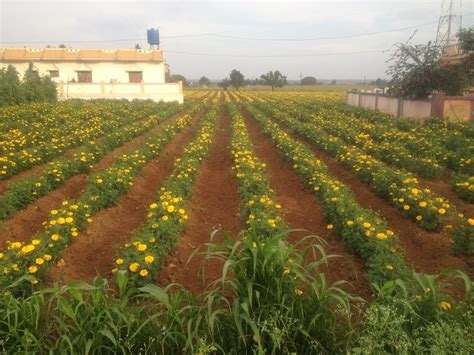 South Indian Marigold Farm Flower Farm Marigold Flower Flower Quotes