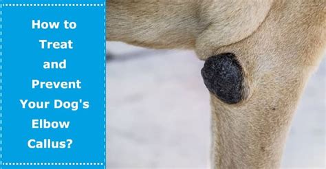 How To Treat And Prevent Your Dogs Elbow Callus Petxu Prevention