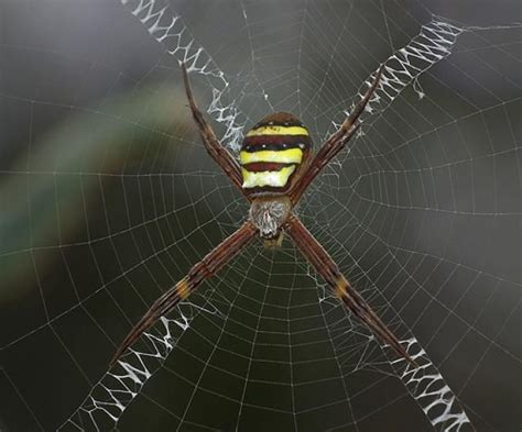 Why Spiders Decorate Their Webs Spider Fact Spider Webs Arachnids