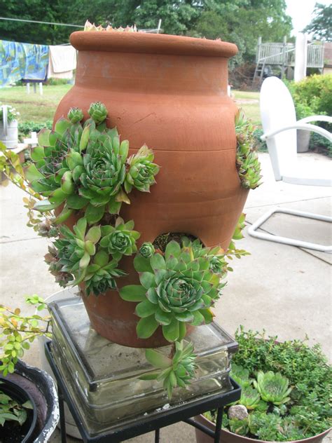 Strawberry Pot With Hens N Chicks